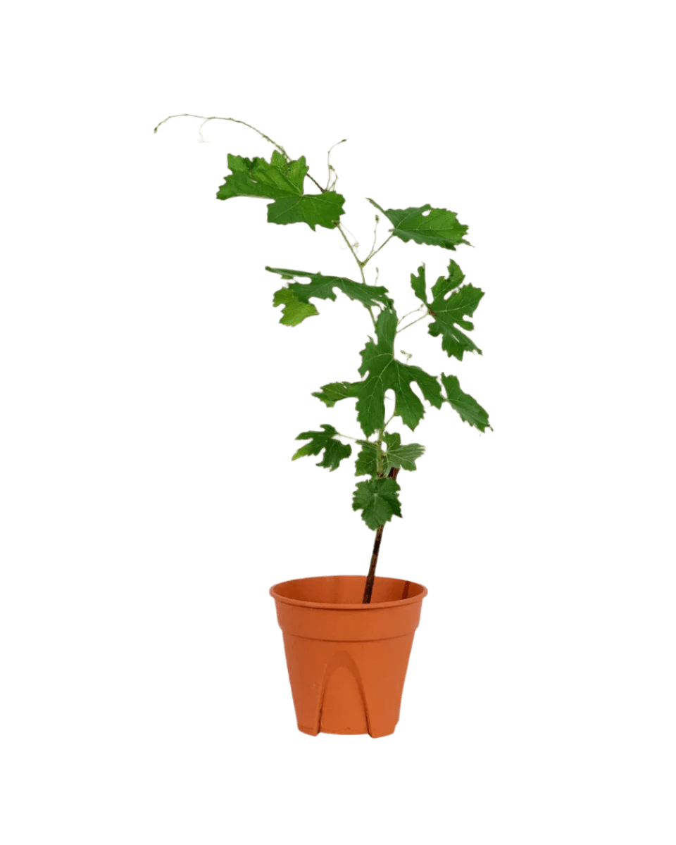 Vitis Vinifera - Grapes - Potted plant - POTT - VITI - GRW - 3600 - Tumbleweed Plants - Online Plant Delivery Singapore