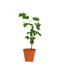 Vitis Vinifera - Grapes - Potted plant - POTT - VITI - GRW - 3600 - Tumbleweed Plants - Online Plant Delivery Singapore