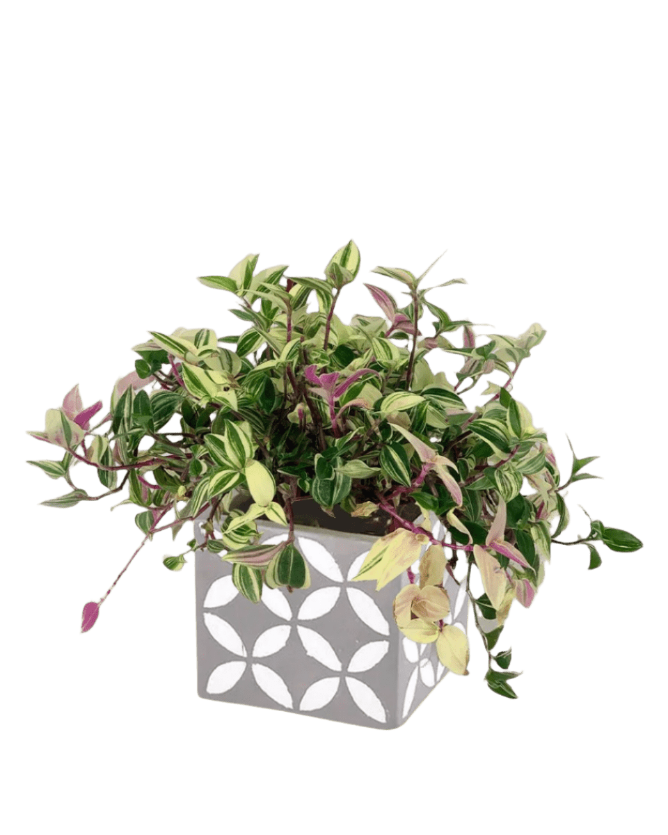 cement planter