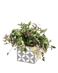 Wandering Jew paired with cement planter