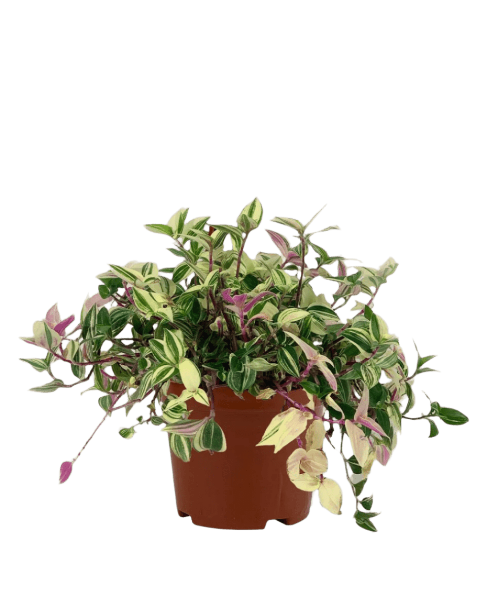 Wandering Jew in a grow pot