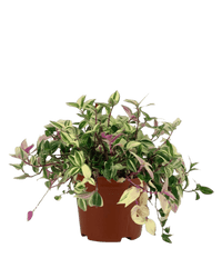 Wandering Jew in a grow pot