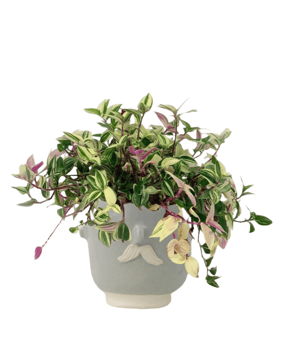 Wandering Jew paired with misfits grey moustache man