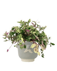 Wandering Jew paired with misfits grey moustache man