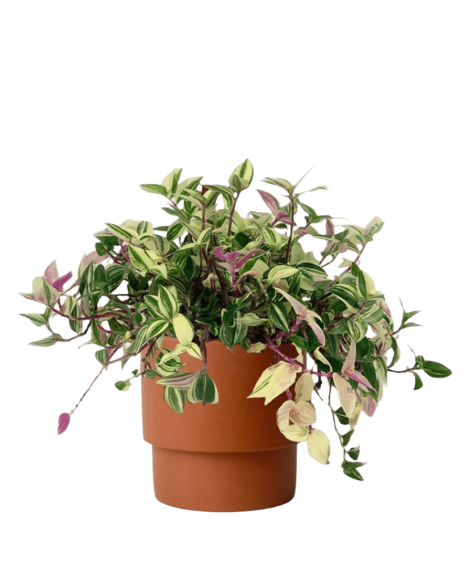 Wandering Jew paired with plinth pot - chestnut