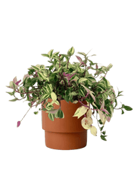 Wandering Jew paired with plinth pot - chestnut