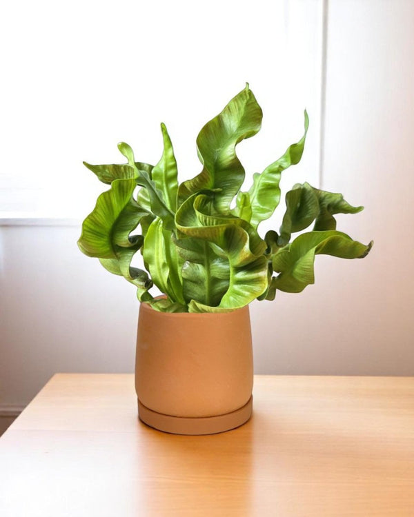 Wavy Bird Nest Fern Baby - Potted plant - POTT - WAVY - GRW - 2673 - Tumbleweed Plants - Online Plant Delivery Singapore