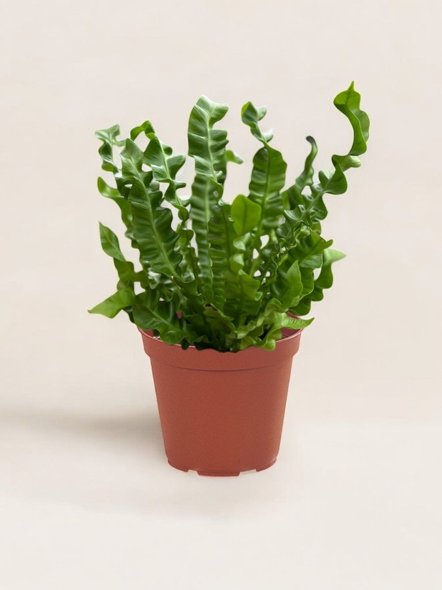 Wavy Bird Nest Fern (M) - Potted plant - POTT - WAVY - GRW - 6645 - Tumbleweed Plants - Online Plant Delivery Singapore