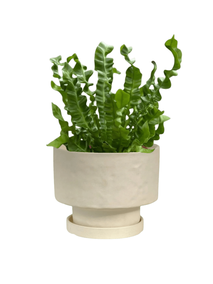 Wavy Bird Nest Fern (M) - Potted plant - POTT - WAVY - GRW - 6645 - Tumbleweed Plants - Online Plant Delivery Singapore