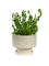 Wavy Bird Nest Fern (M)