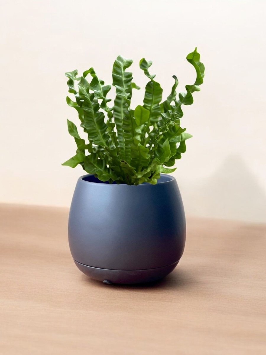 Wavy Bird Nest Fern (M) - Potted plant - POTT - WAVY - GRW - 6645 - Tumbleweed Plants - Online Plant Delivery Singapore