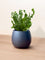 Wavy Bird Nest Fern (M)