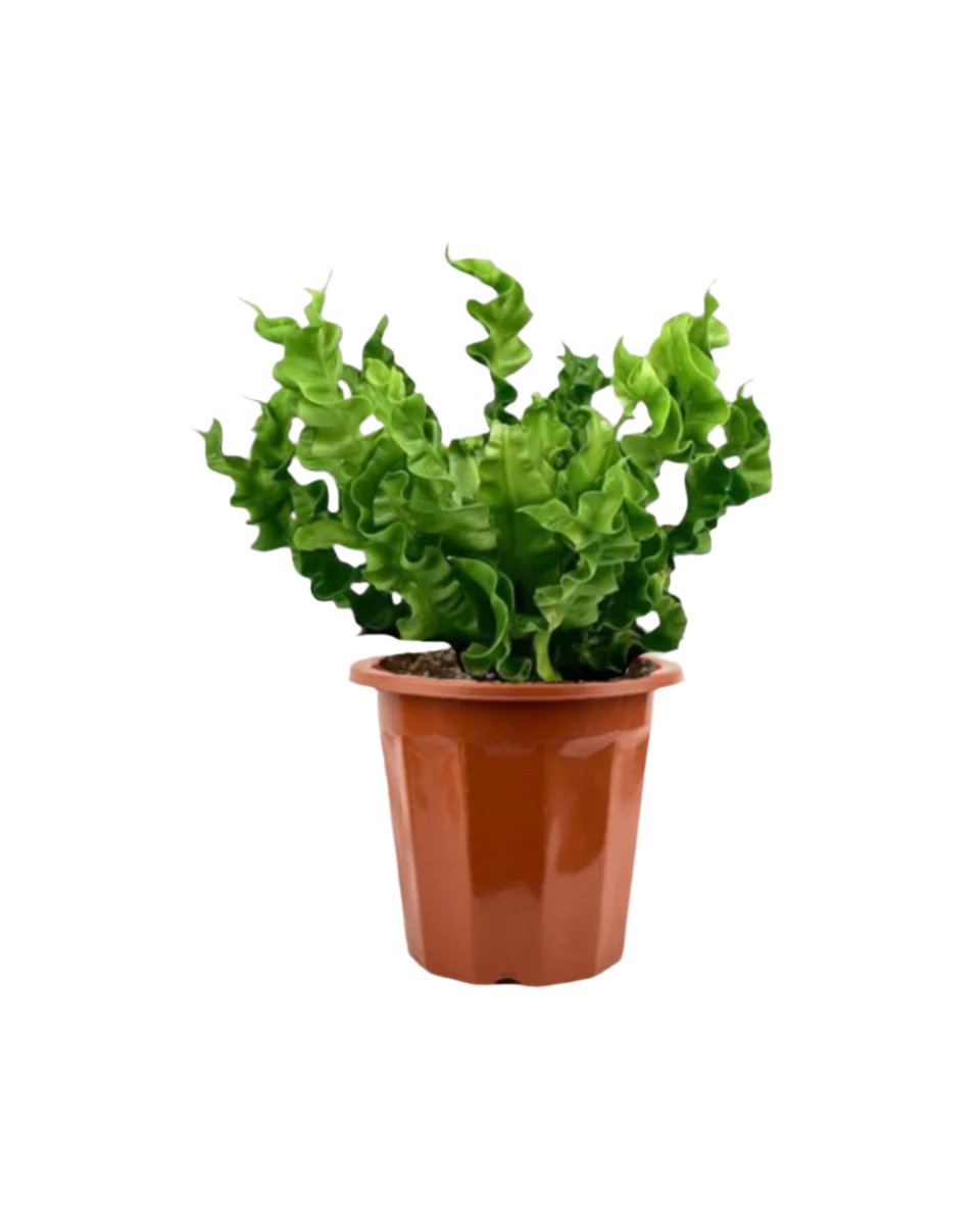 Grow Pot