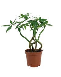 Wavy Money Tree - grow pot - Potted plant - Tumbleweed Plants - Online Plant Delivery Singapore