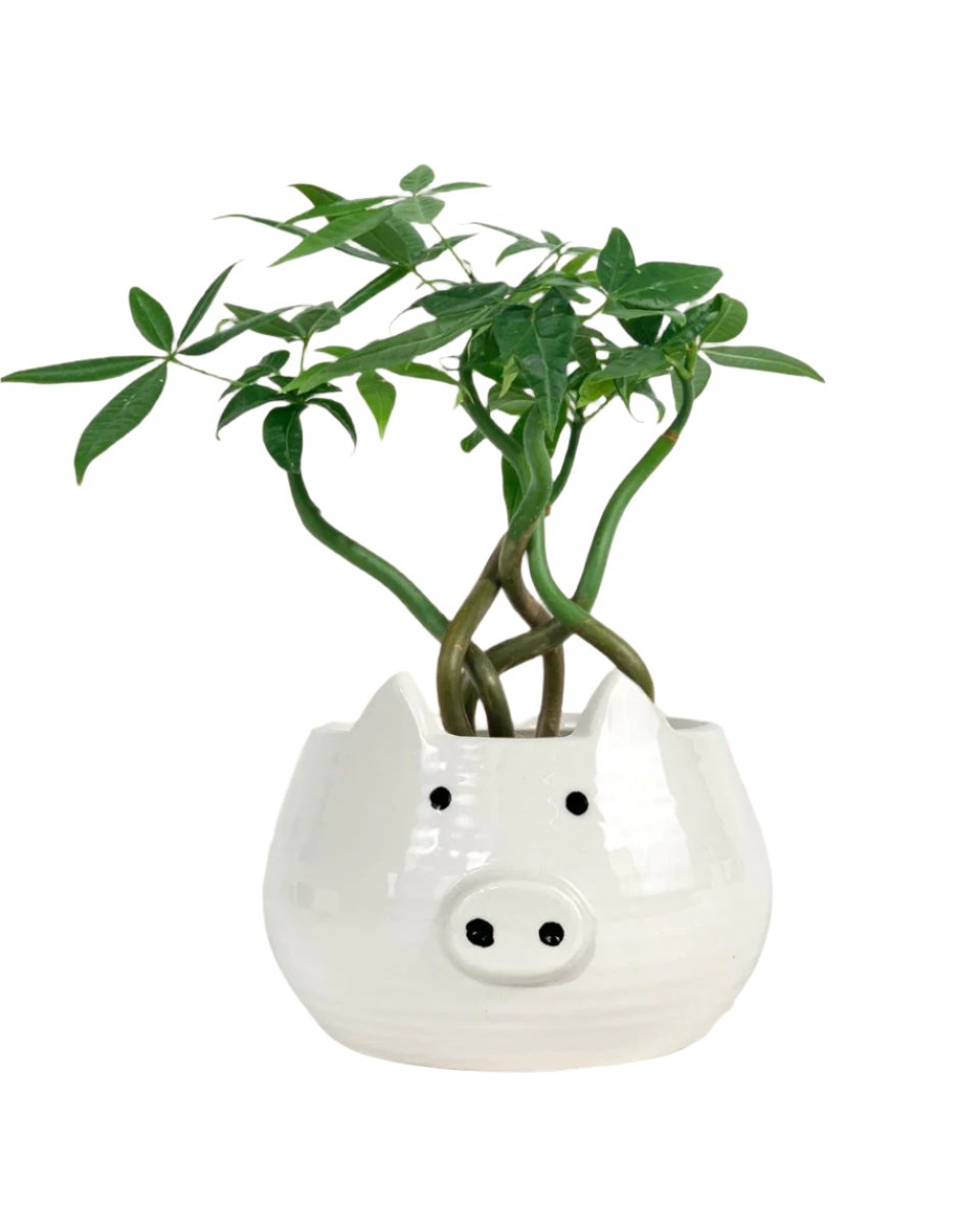 Wavy Money Tree - piggy planter - Potted plant - Tumbleweed Plants - Online Plant Delivery Singapore