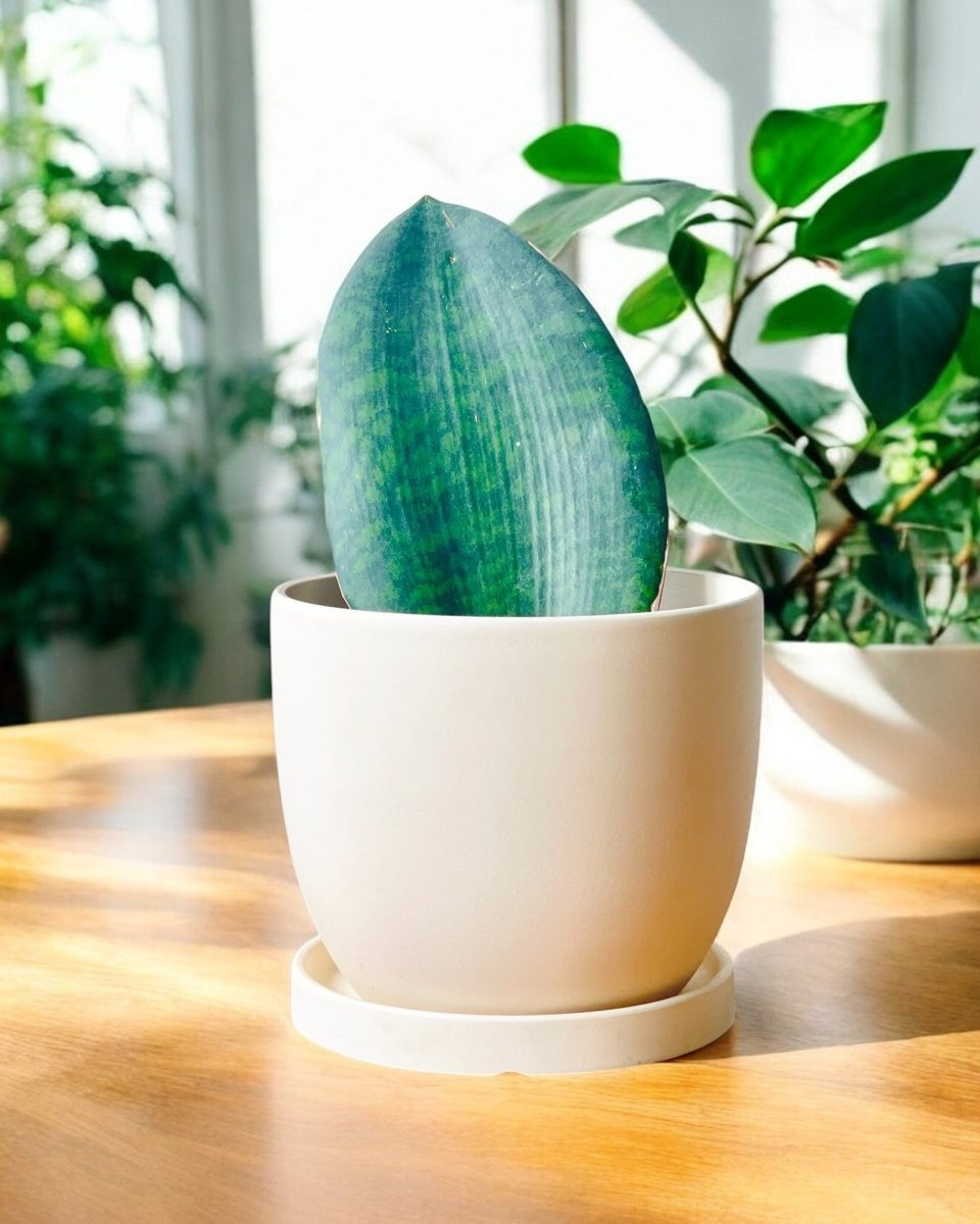 Whale Fin Snake Plant - Potted plant - JUST - WHAL - PLS - 2403 - Tumbleweed Plants - Online Plant Delivery Singapore