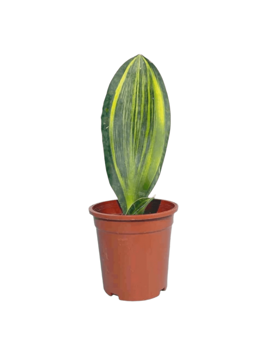 Whale Fin Snake Plant - Potted plant - JUST - WHAL - PLS - 2403 - Tumbleweed Plants - Online Plant Delivery Singapore