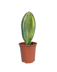 Whale Fin Snake Plant - Potted plant - JUST - WHAL - PLS - 2403 - Tumbleweed Plants - Online Plant Delivery Singapore