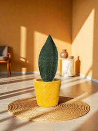 Whale Fin Snake Plant - Large - Potted plant - POTT - WHAL - GRW - 7243 - Tumbleweed Plants - Online Plant Delivery Singapore