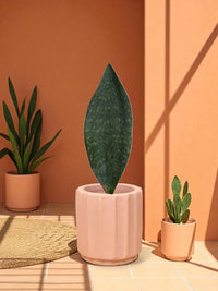 Whale Fin Snake Plant - Large - Potted plant - POTT - WHAL - GRW - 7243 - Tumbleweed Plants - Online Plant Delivery Singapore