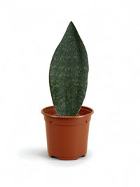 Whale Fin Snake Plant - Large - Potted plant - POTT - WHAL - GRW - 7243 - Tumbleweed Plants - Online Plant Delivery Singapore
