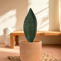 Whale Fin Snake Plant - Large