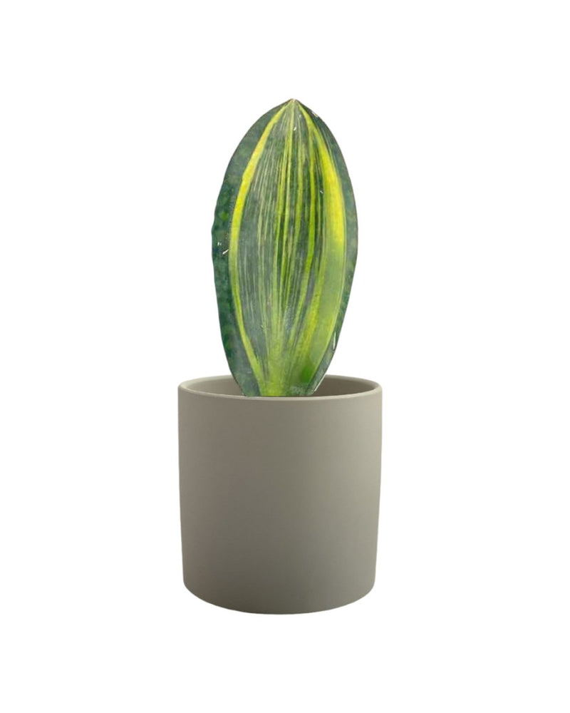 Whale Fin Snake Plant - plastic pot - Potted plant - Tumbleweed Plants - Online Plant Delivery Singapore
