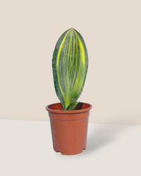 Whale Fin Snake Plant - plastic pot - Potted plant - Tumbleweed Plants - Online Plant Delivery Singapore