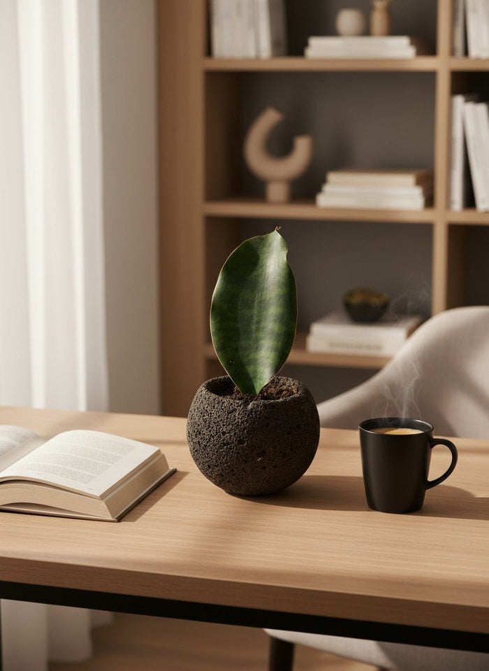 Baby Whale Fin Sansevieria in Wabi Sabi Coal Planter - Plant Arrangement - GIFT-WABI-3181 - Tumbleweed Plants - Online Plant Delivery Singapore