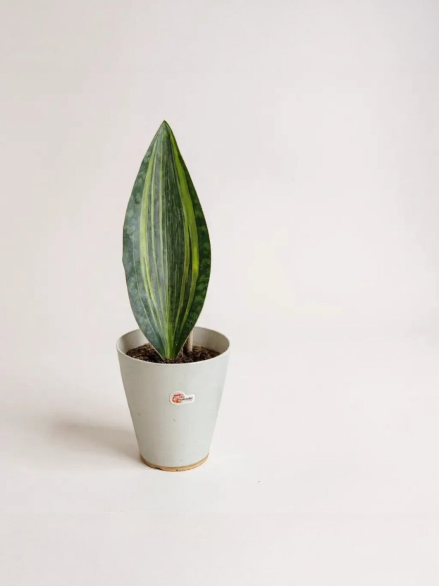 Grow Pot