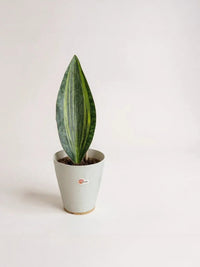 Whale Fin Variegated Snake Plant - Large - Potted plant - POTT - WHAL - GRW - 7465 - Tumbleweed Plants - Online Plant Delivery Singapore