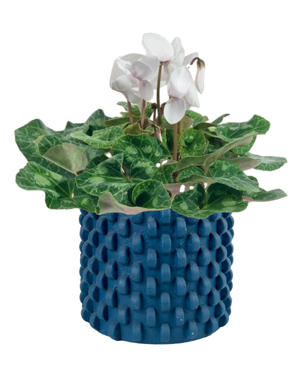 White Cyclamen Flower - grow pot - Potted plant - Tumbleweed Plants - Online Plant Delivery Singapore