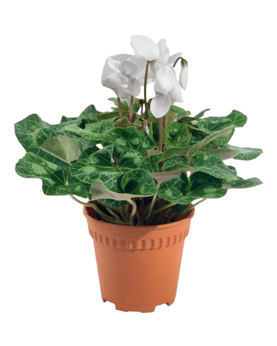 White Cyclamen Flower - grow pot - Potted plant - Tumbleweed Plants - Online Plant Delivery Singapore