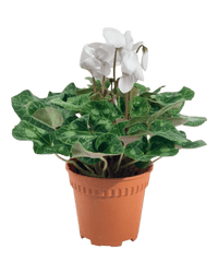 White Cyclamen Flower - grow pot - Potted plant - Tumbleweed Plants - Online Plant Delivery Singapore