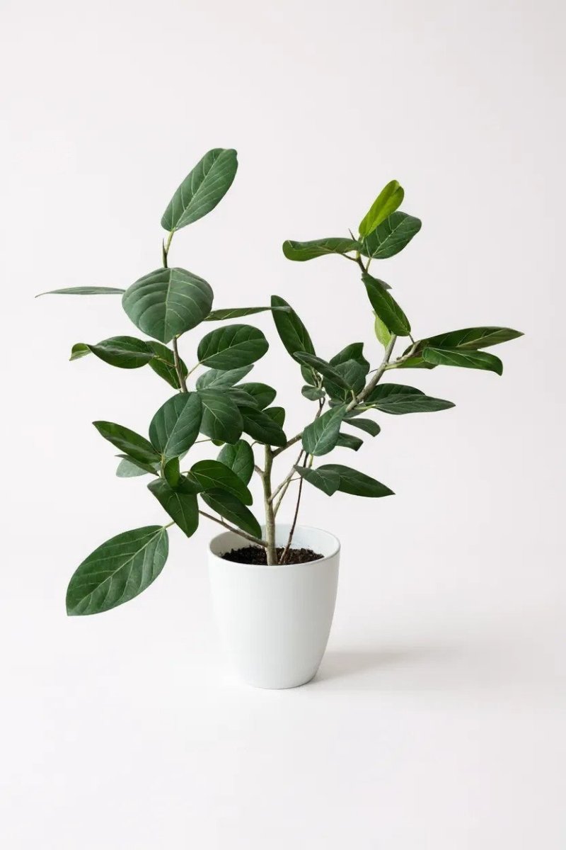 Ficus Audrey Benghalensis / Japanese Golden Leaf Fig - Potted plant -  Tumbleweed Plants