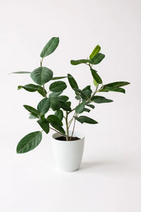 Ficus Audrey Benghalensis / Japanese Golden Leaf Fig - Potted plant -  Tumbleweed Plants