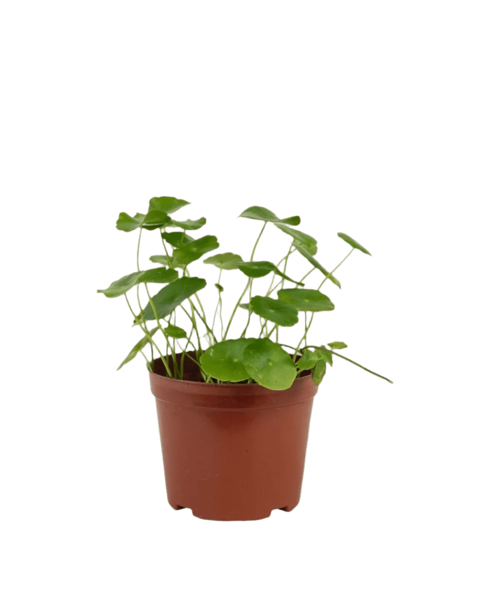 Whorled Pennywort Plant (Coin Plant) - grow pot - Potted plant - Tumbleweed Plants - Online Plant Delivery Singapore