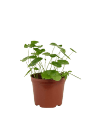 Whorled Pennywort Plant (Coin Plant) - grow pot - Potted plant - Tumbleweed Plants - Online Plant Delivery Singapore