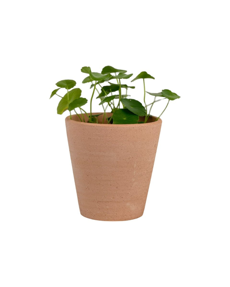 Whorled Pennywort Plant - grow pot - Potted plant - Tumbleweed Plants - Online Plant Delivery Singapore
