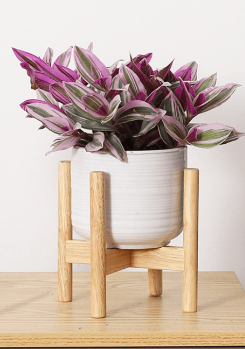 Wooden Plant Stands - Plant Stand - PLAN - WOOD - XSMWLN - 7229 - Tumbleweed Plants - Online Plant Delivery Singapore