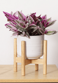 Wooden Plant Stands - Plant Stand - PLAN - WOOD - XSMWLN - 7229 - Tumbleweed Plants - Online Plant Delivery Singapore