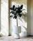 Ficus Elastica - Rubber Tree
