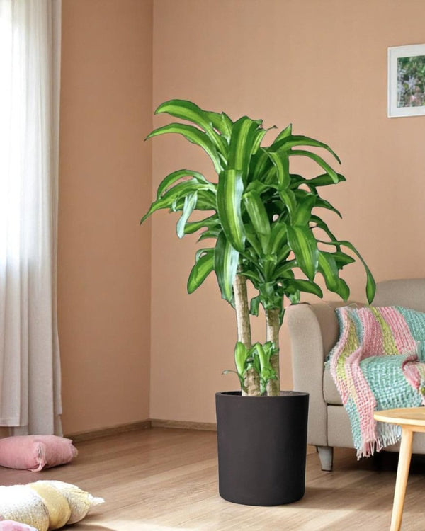 XL Dracaena Fragrans (Iron Tree) - Potted plant - POTT - LARG - MMGRWNRP - 5090 - Tumbleweed Plants - Online Plant Delivery Singapore