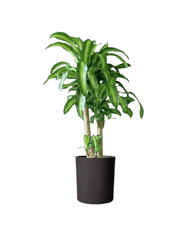 XL Dracaena Fragrans (Iron Tree) - Potted plant - POTT - LARG - MMGRWNRP - 5090 - Tumbleweed Plants - Online Plant Delivery Singapore