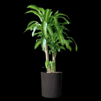XL Dracaena Fragrans (Iron Tree)