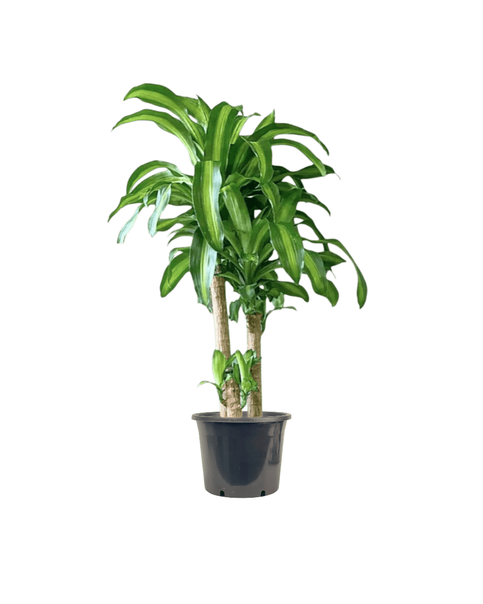 XL Dracaena Fragrans (Iron Tree) - Potted plant - POTT - LARG - MMGRWNRP - 5090 - Tumbleweed Plants - Online Plant Delivery Singapore