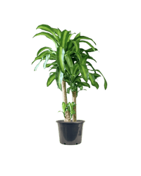 XL Dracaena Fragrans (Iron Tree) - Potted plant - POTT - LARG - MMGRWNRP - 5090 - Tumbleweed Plants - Online Plant Delivery Singapore