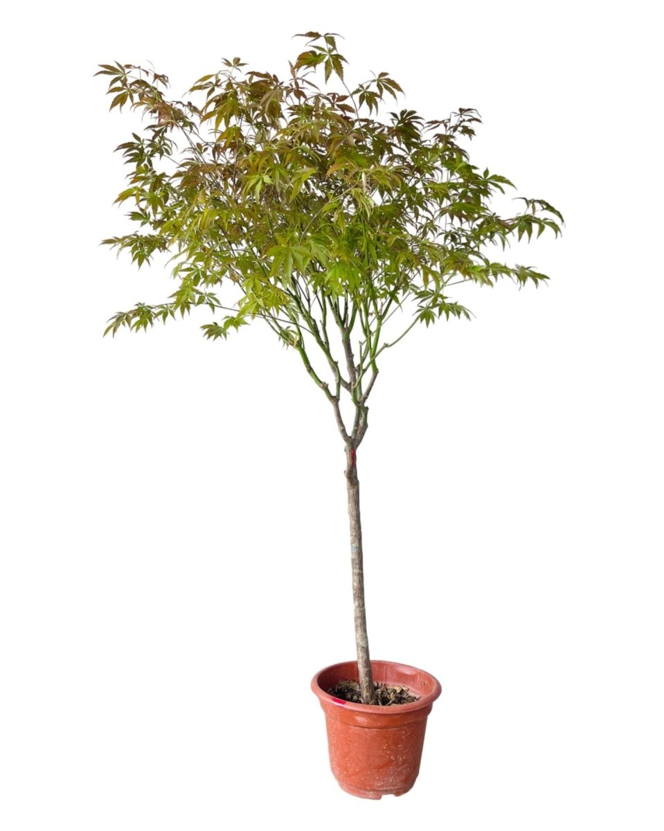 XL Maple Tree (Acer Palmatum Tree) - grow pot - Potted plant - Tumbleweed Plants - Online Plant Delivery Singapore