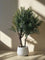 XL Olive Tree Centerpiece - Real-Trunk Artificial