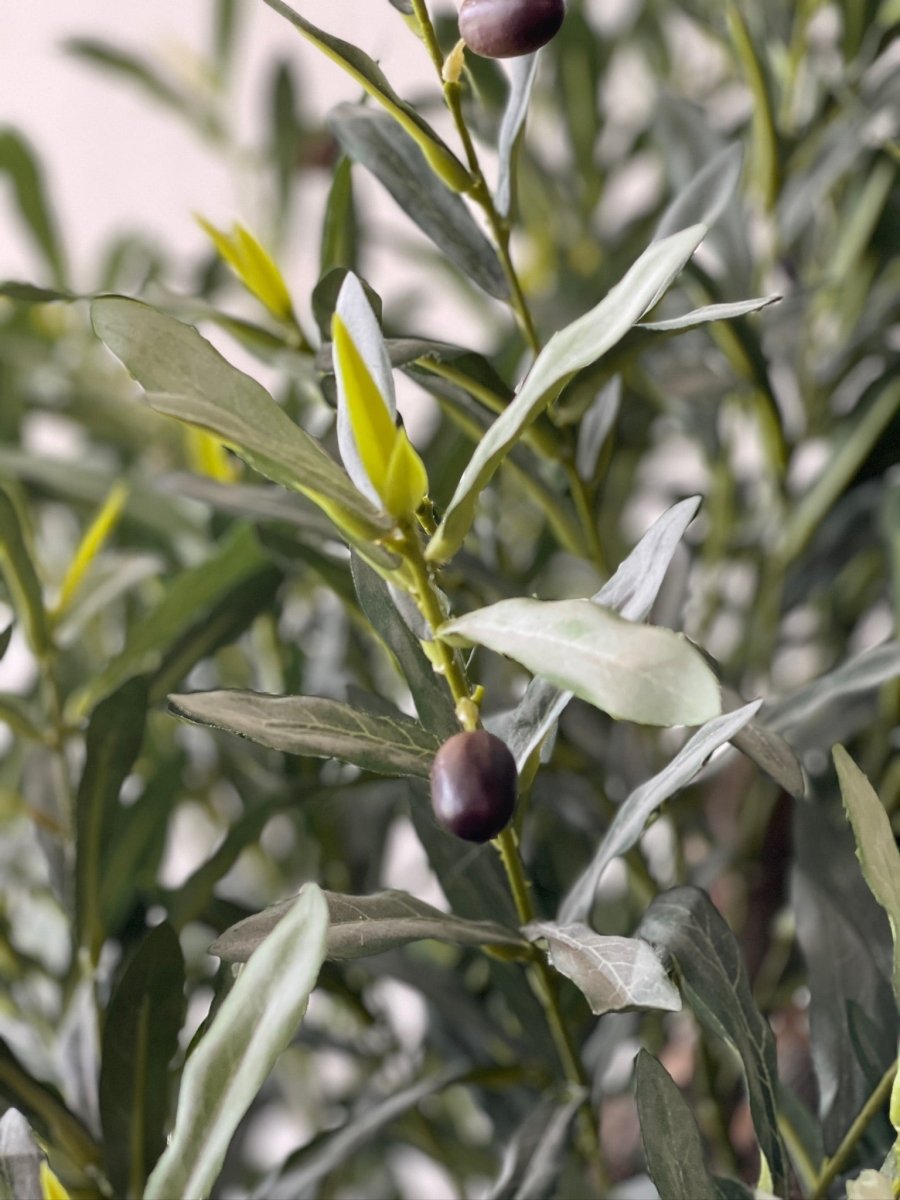 XL Olive Tree Centerpiece - Real - Trunk Artificial - Potted plant - 5516314535781 - Tumbleweed Plants - Online Plant Delivery Singapore
